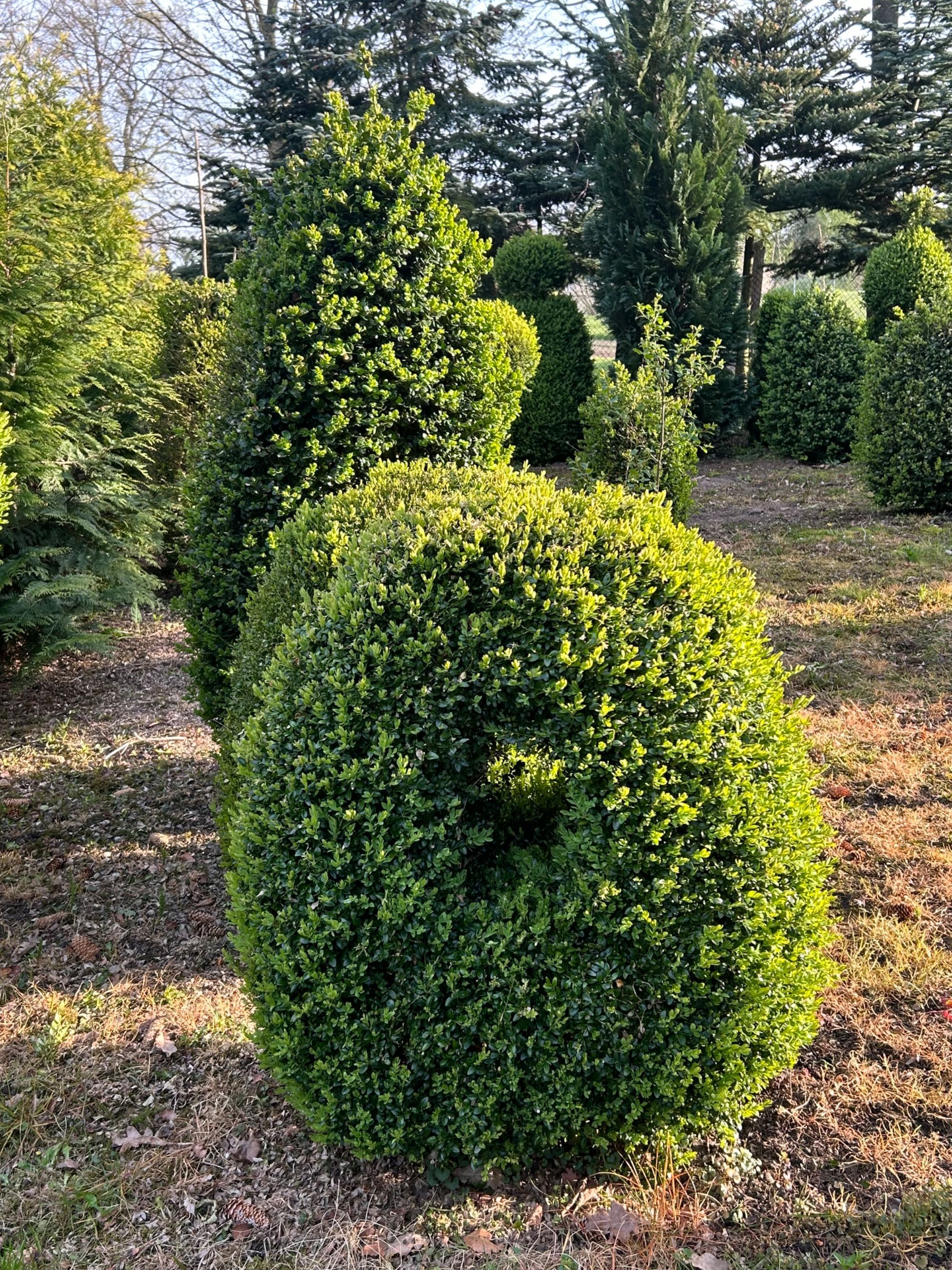 Bukszpany sprzedam