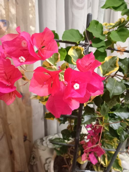 Продам бугенвілію маленьку по 50 грн і велику по 200грн