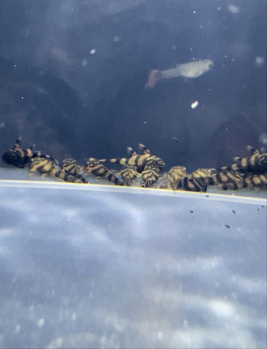 Panaqolus Alenquer Tiger L397