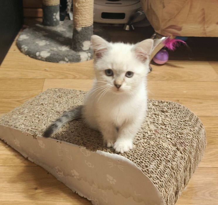 Міленька Невська маскарадна дівчинка