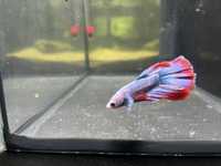 Vendo Betta Macho