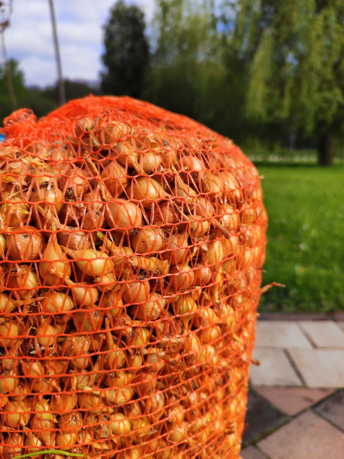 Cebula dymka do sadzenia drobna kl 1 żółta 10 kg