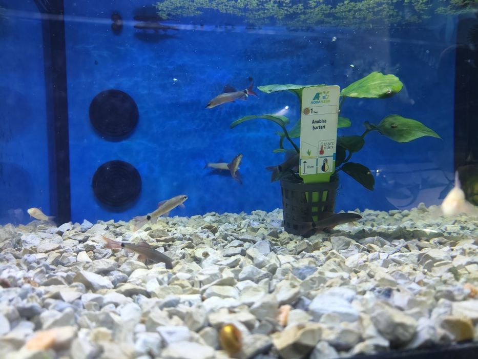 Tubarão frenatus albino