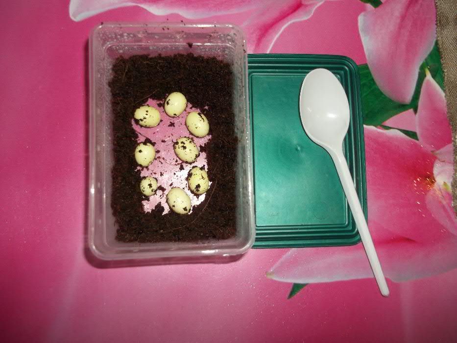 Кладка Сухопутной Улитки Архахатина Маргината Сутуралис