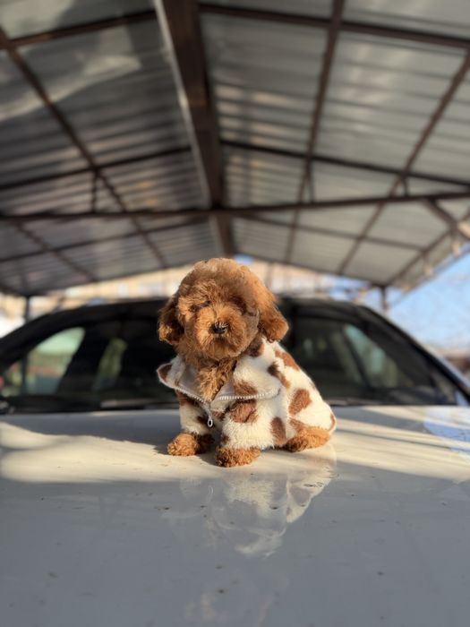 Мальтипу кроха мини малыш