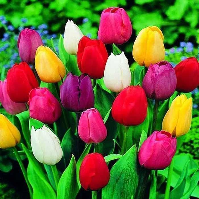 Tulipan POLSKI mieszanka 25 szt. Cebulki Tulipana Tulipanów Tulipany