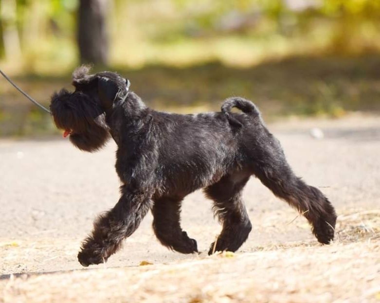 Цвергшнауцер для вязки