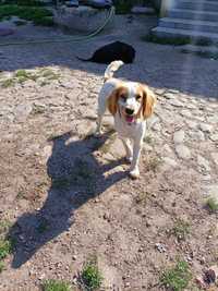 Cocker spaniel angielski piesek