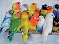 Весёлые попугаи малыши  неразлучьников возможна доставка