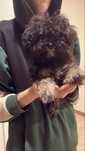 Maltipoo mini do 2.5 kg w wieku doroslym