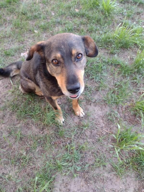 Piesek do pilnej adopcji