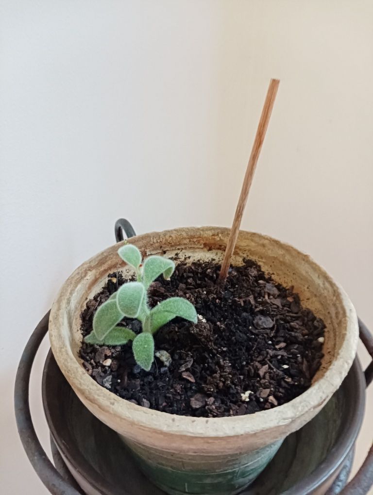Plantas várias motivo mudança