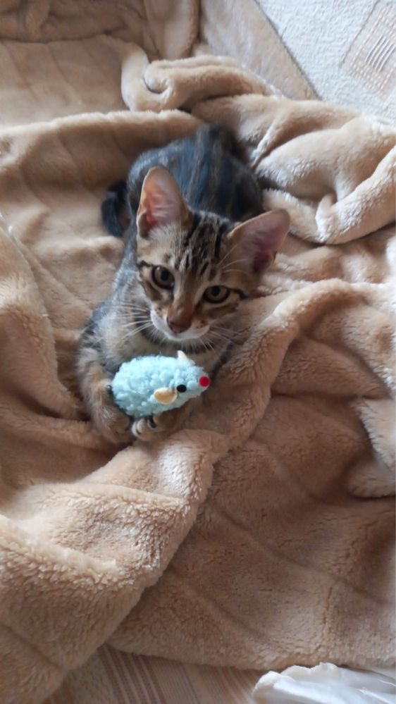 Gatinha bebe para adoção