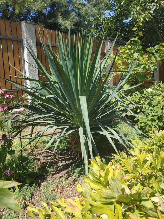 Саджанці юкки садової