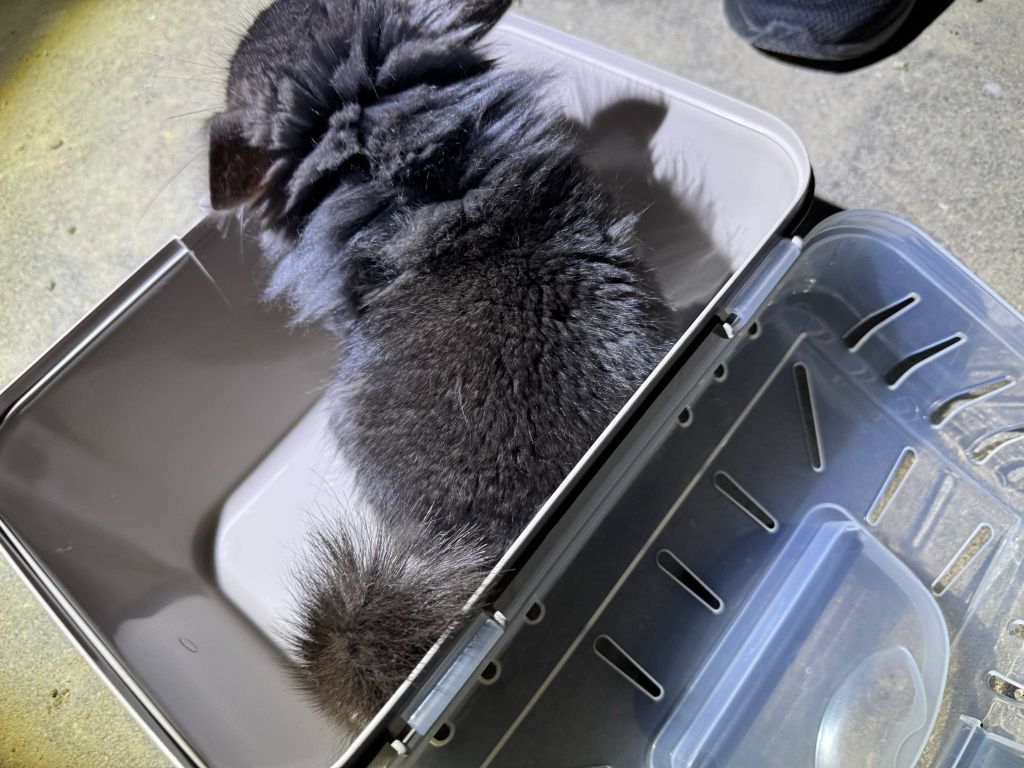 Szynszyl chinchilla Angora  czarny samiec black