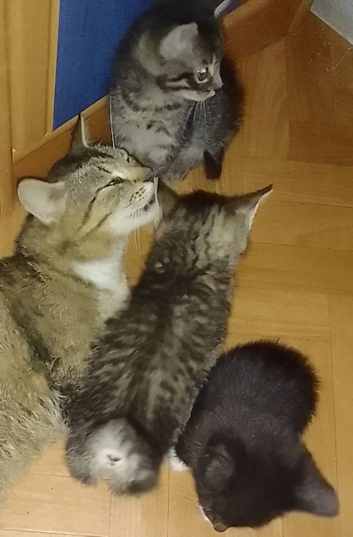 Pilnie oddam kotki