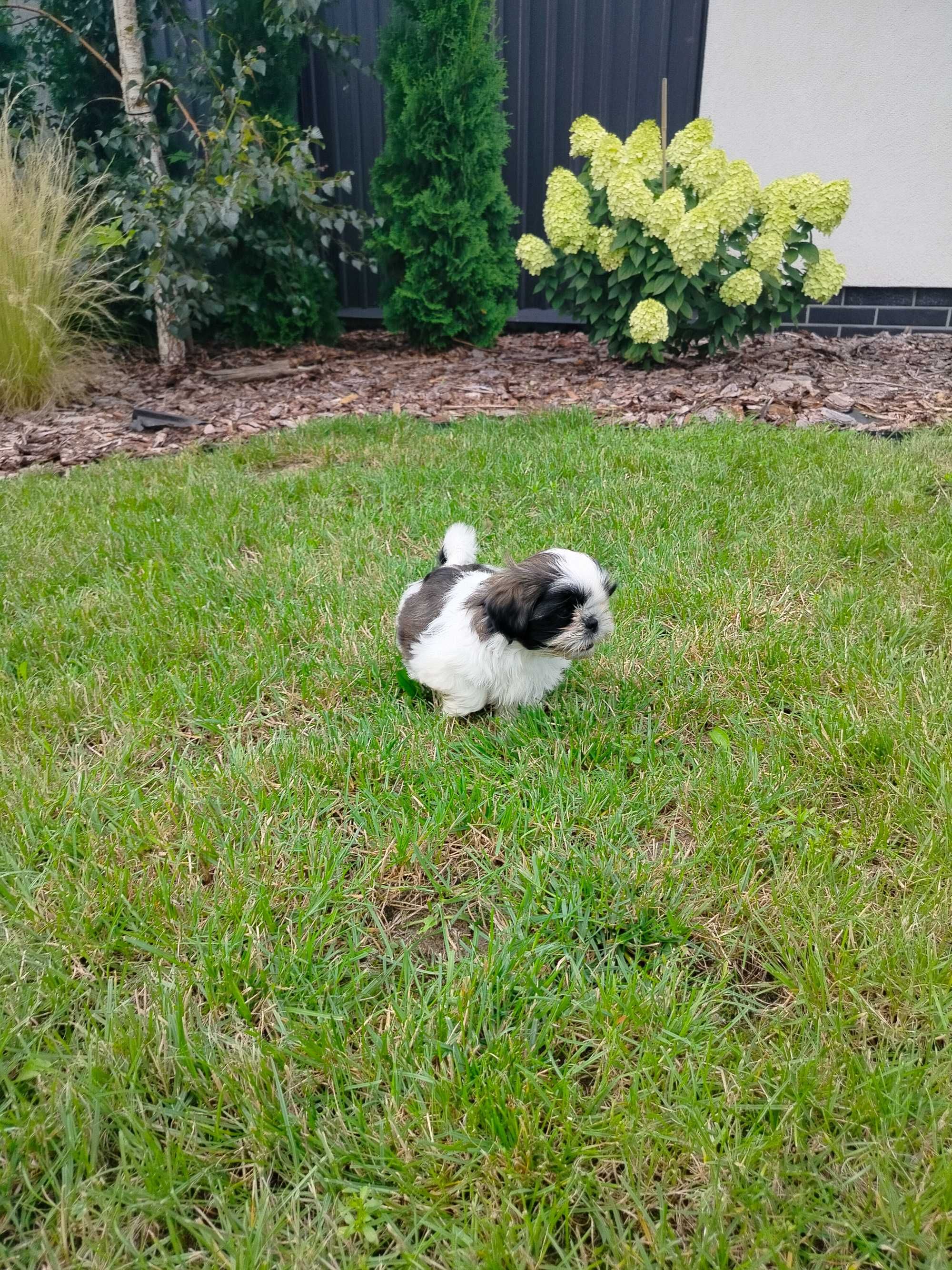 Shih Tzu z rodowodem
