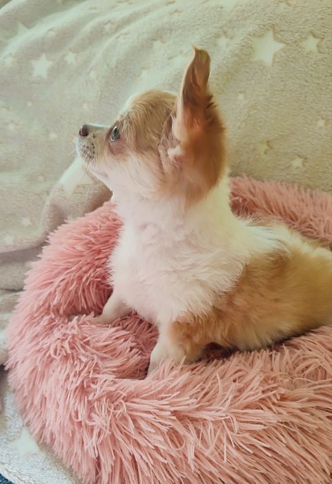 Chihuahua długowłosy