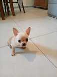 Chihuahua miniaturowy piesek