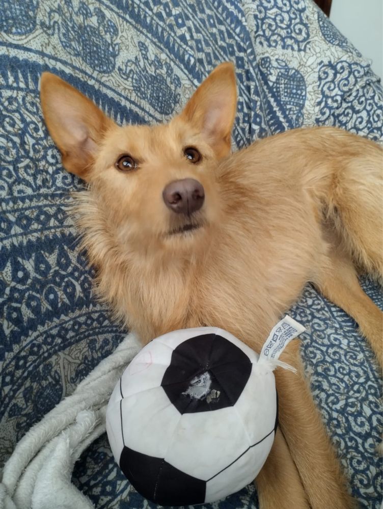 Belinha, para adoção responsável