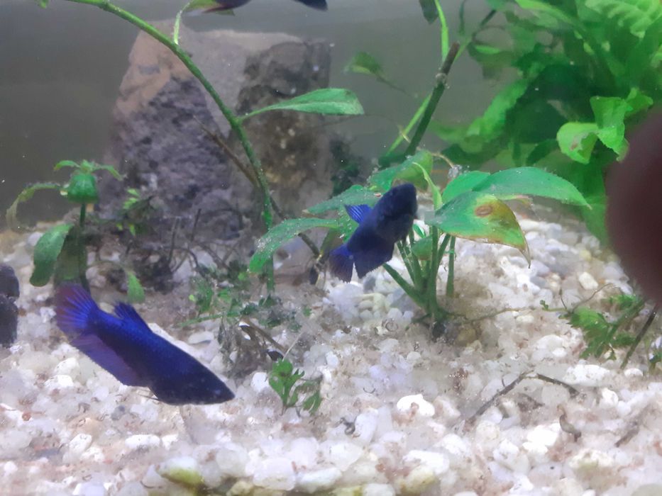 Betta juvenis. Azul/avermelhado. Foto real.