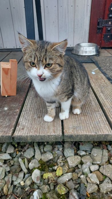 Oddam kotka z maja tego roku.