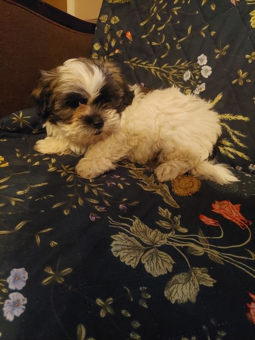 Śliczny szczeniak chlopiec