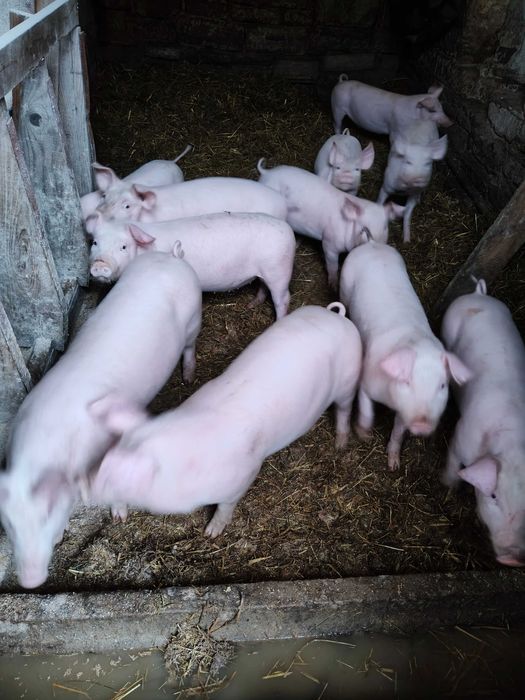 Świnie - młode / prosięta