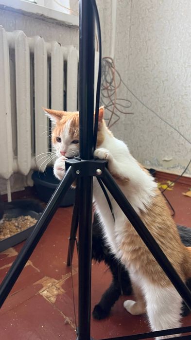 Отдам_ кошки _ котята _стеша