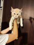 Kotka Nela  Maine coon