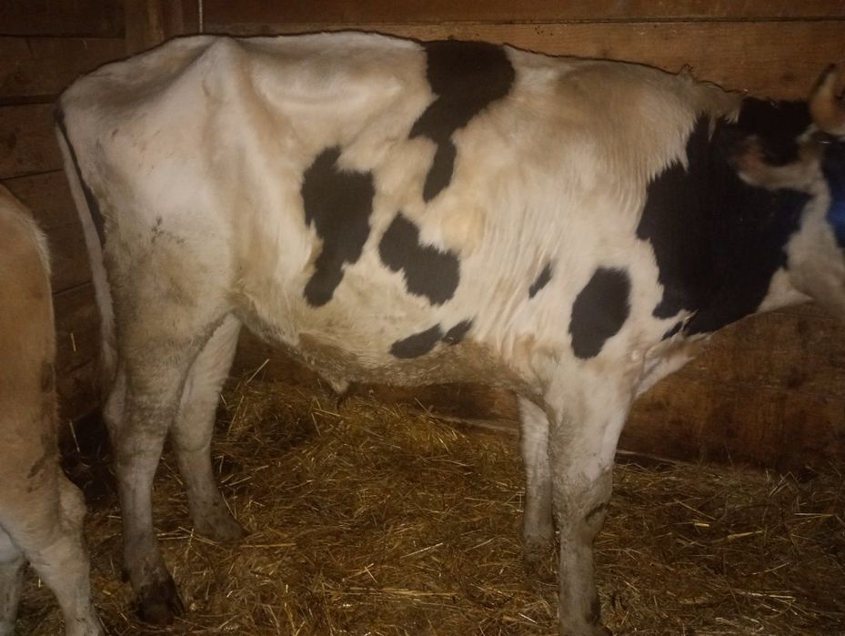 Byk 450kg mieszaniec