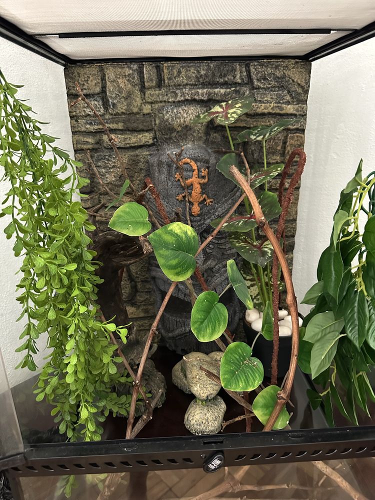 Terrario para reptil