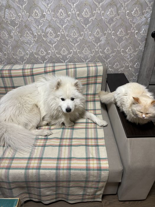 Самоїд вязка, шукаємо дівчинку для стосунків