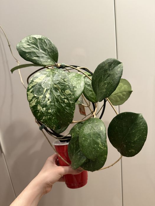 Hoya Michelle cięte węzły