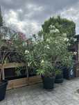 Oleandry, oleander
