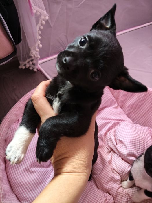 Чихуахуа дівчинка та два хлопчика