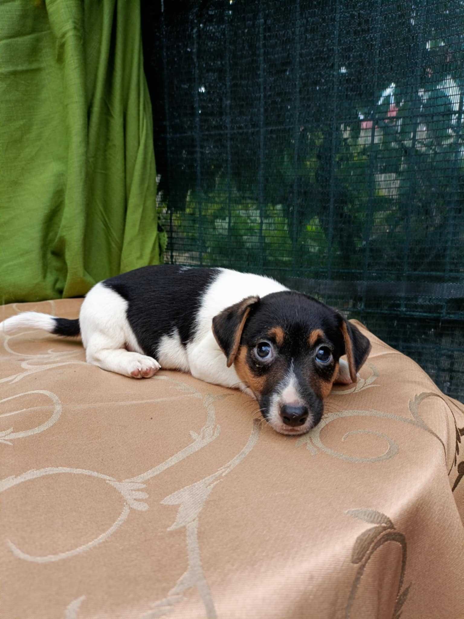 Wzorcowy Jack Russell gładki piękny exterrier rodzice FCI