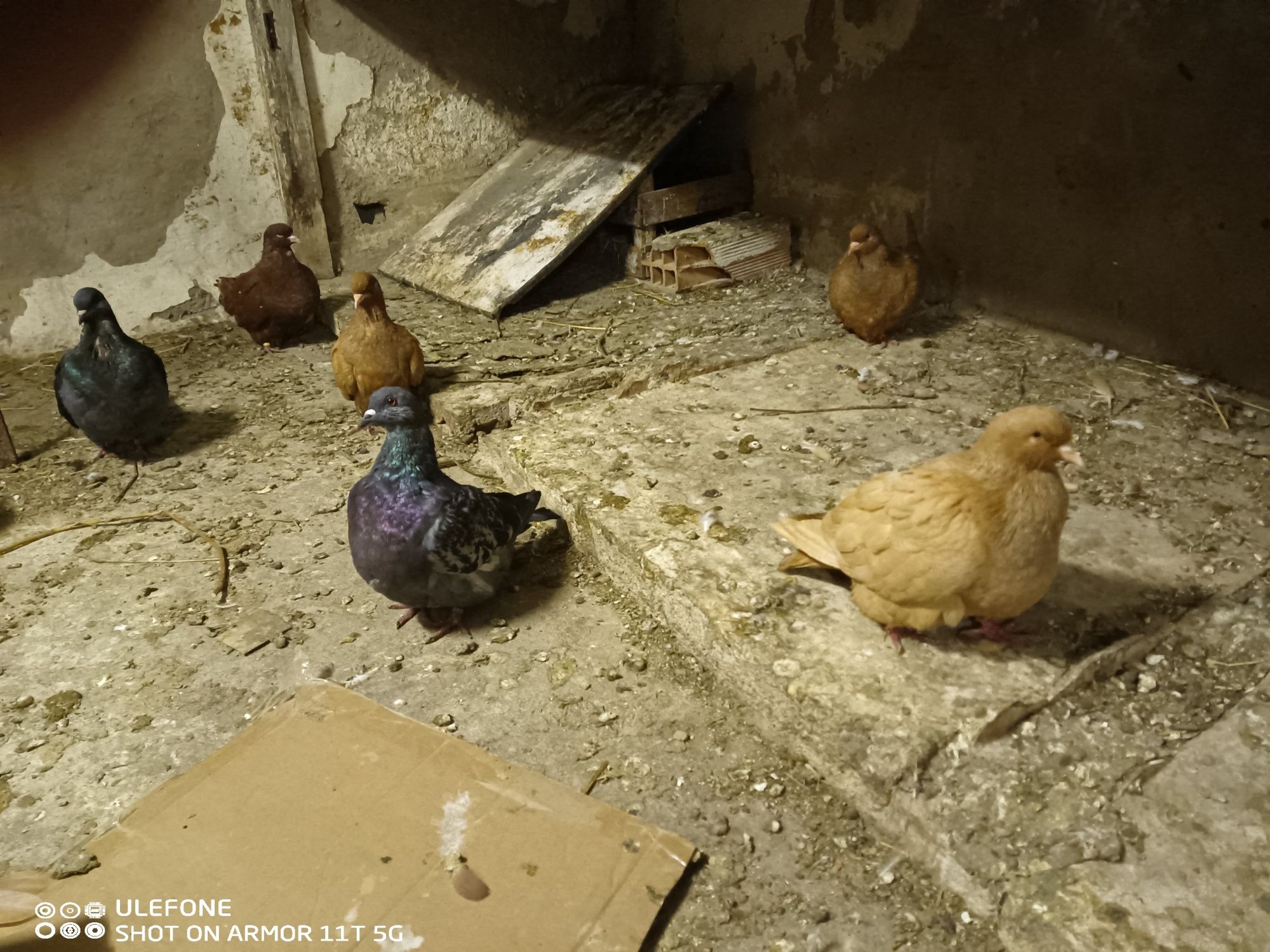 Casal de pombos mundanos amarelos