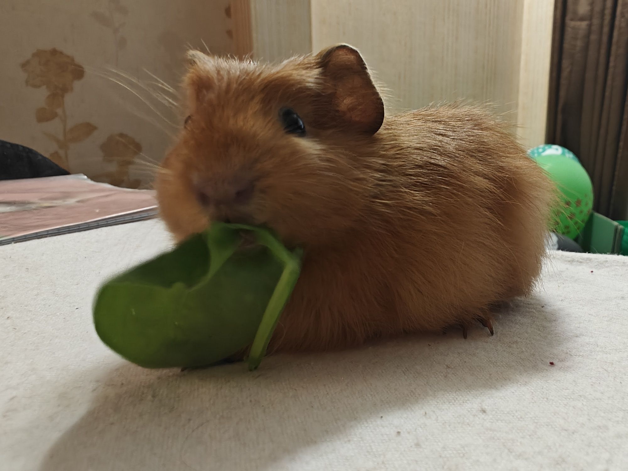 Морська свинка Crested