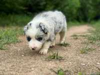 Border collie blue merle