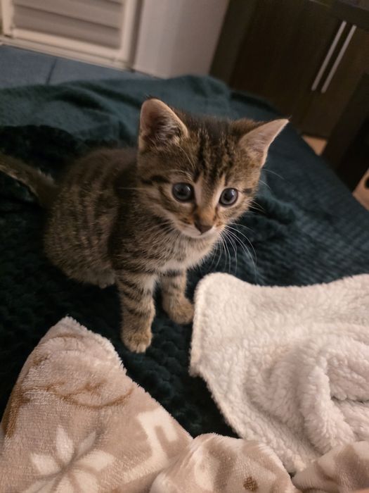 Oddam malutką kotkę