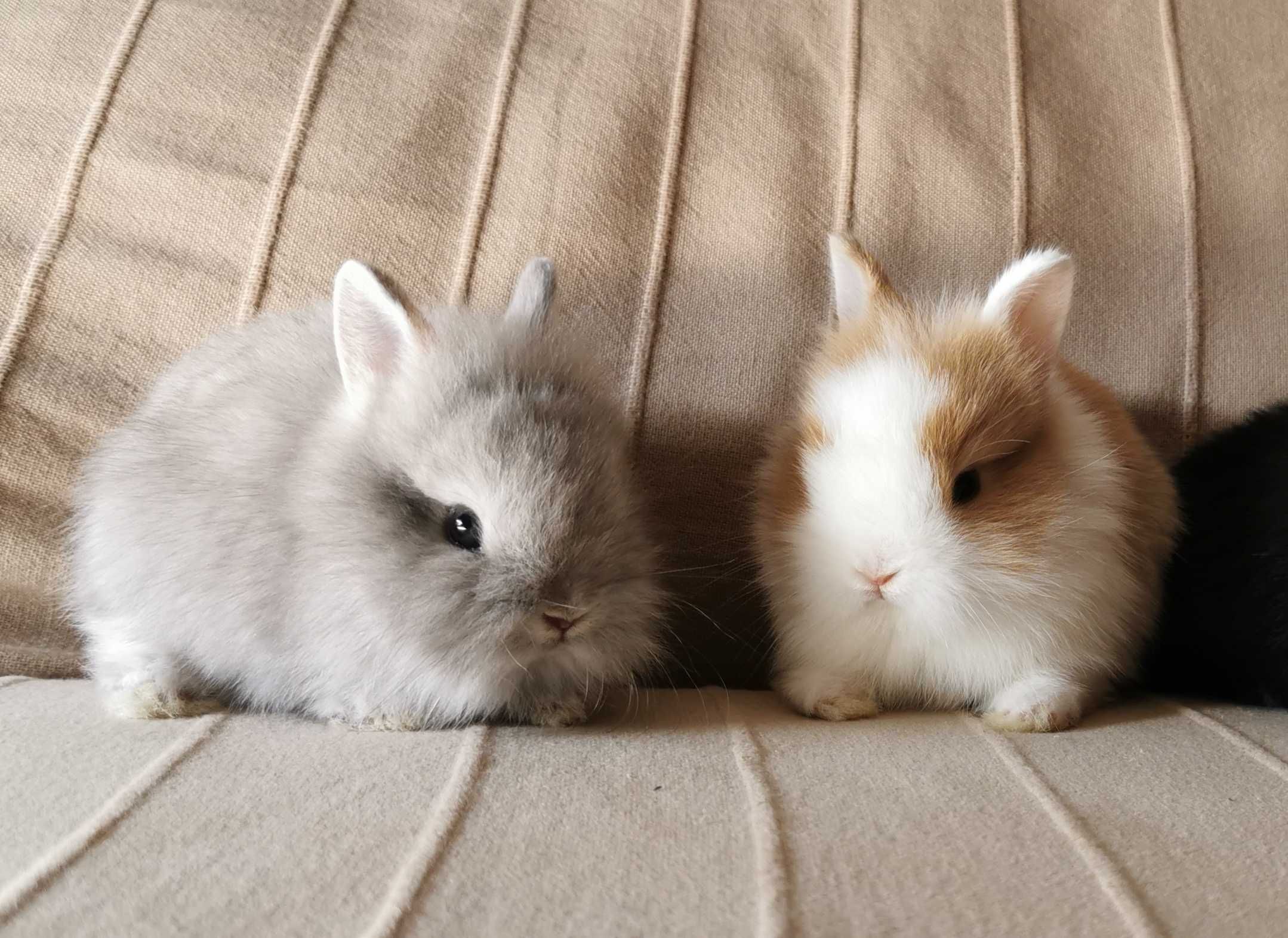 Mini Coelhos anões + gaiola nova + alimentação adequada