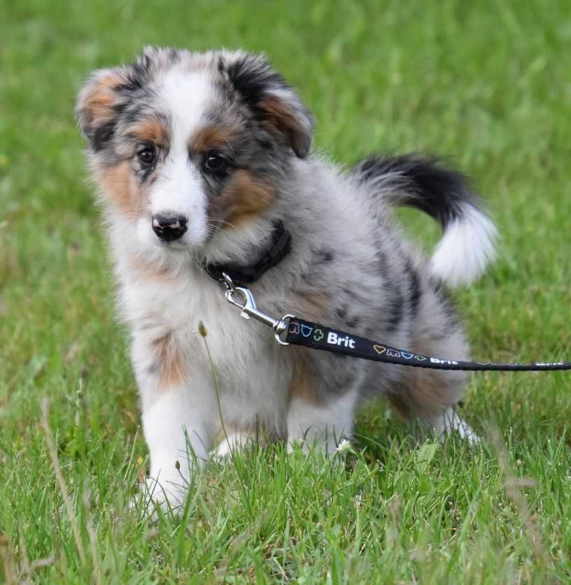 Border Collie Piesek