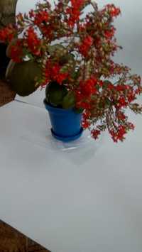 цветок каланхоэ декоративное бриофиллум мадагаскарский колокольчик
