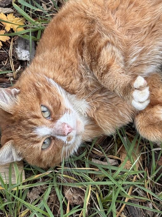 Рудий кіт шукає дім