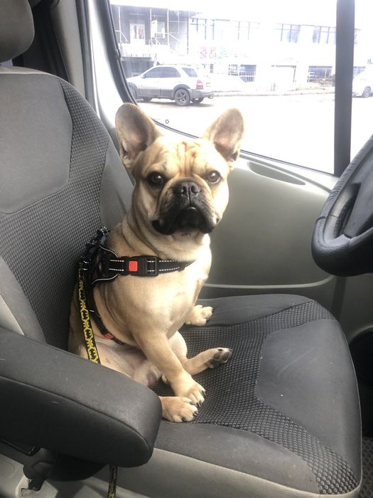 Французький бульдог для в'язки