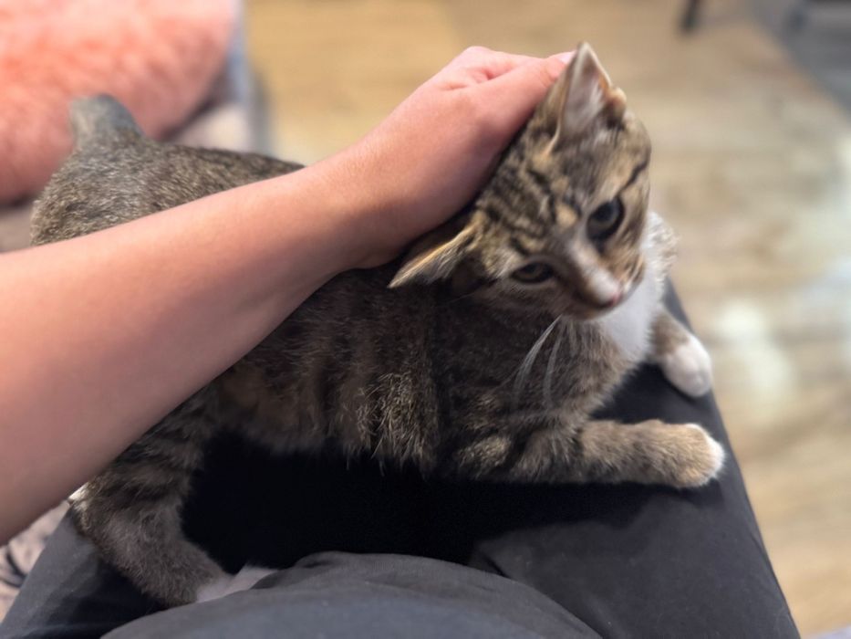 Kotka Lusia 4-5 m-cy do adopcji