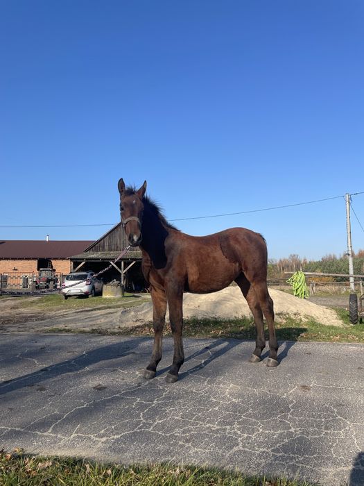 Ogierek Śląski 6 miesięcy niezwykły spokój
