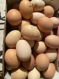 Ovos caseiros de galinhas criadas no campo