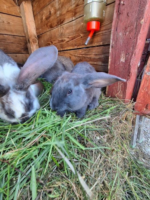 Młode króliczki mini lop/baran rasa